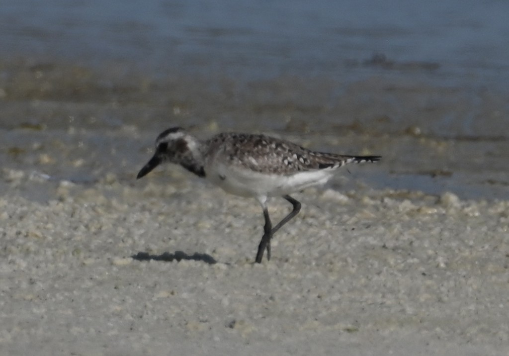 Black-bellied Plover - ML638606032