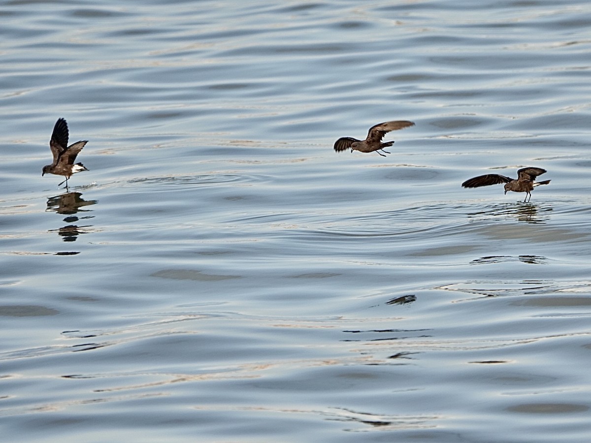 Wedge-rumped Storm-Petrel - ML638606039