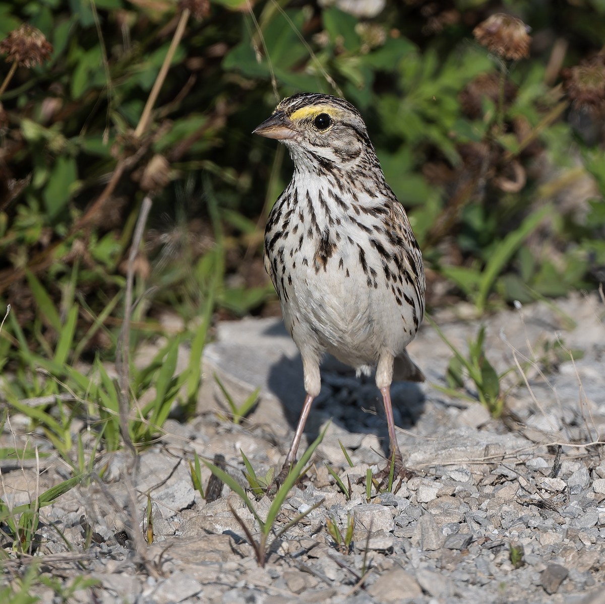 Savannah Sparrow - ML638606066