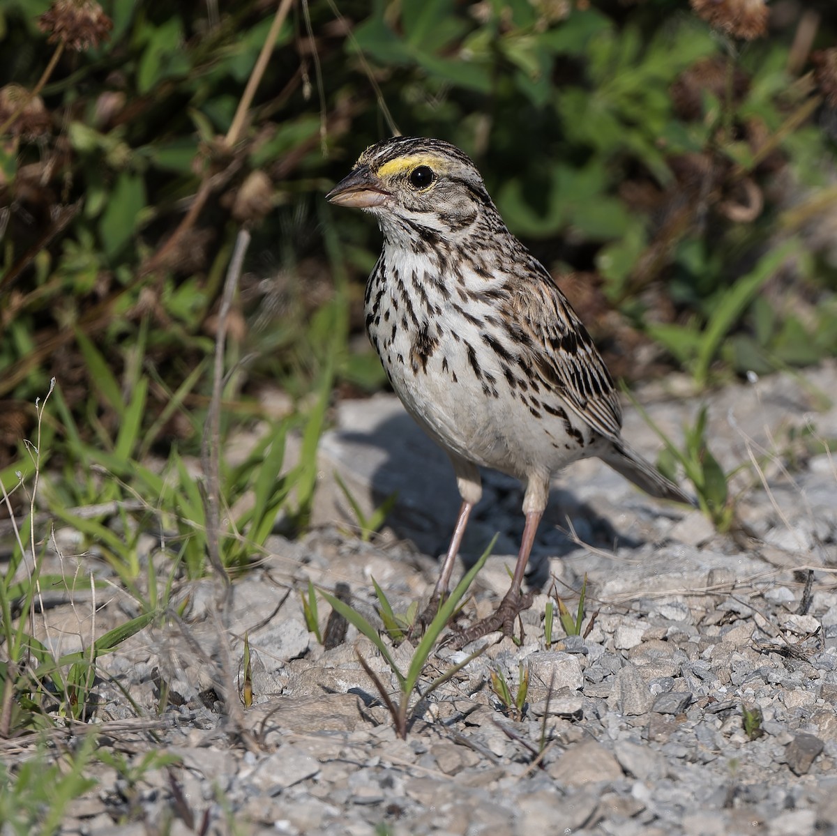 Savannah Sparrow - ML638606067