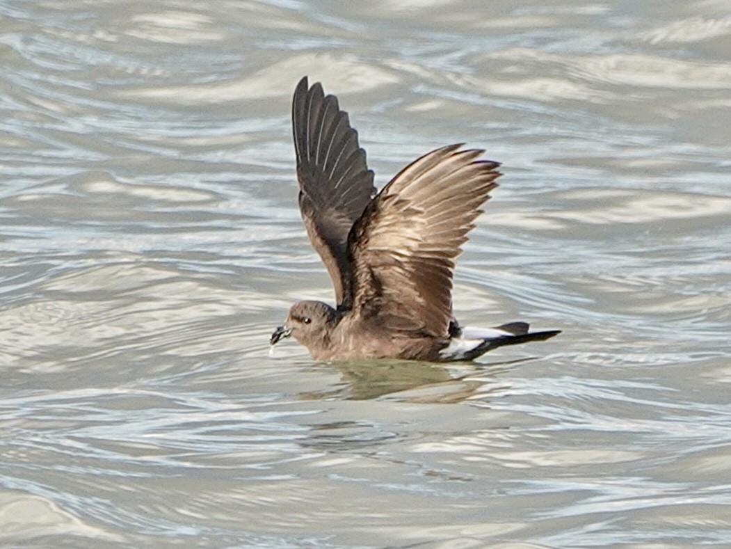 Wedge-rumped Storm-Petrel - ML638606100