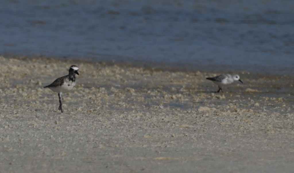 Black-bellied Plover - ML638606155