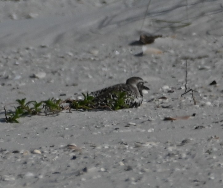 Black-bellied Plover - ML638606156