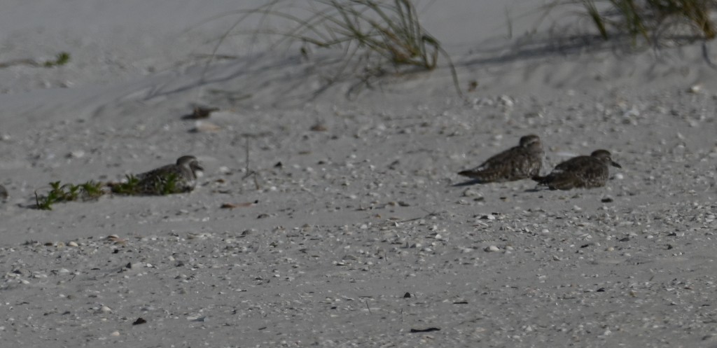 Black-bellied Plover - ML638606158