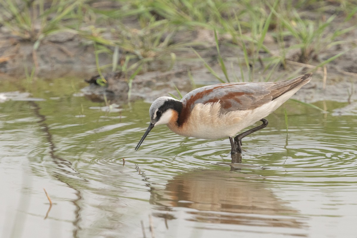 Wilson's Phalarope - ML638606215