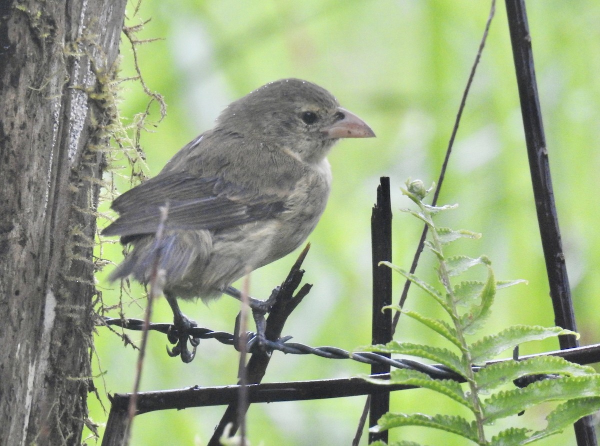 Woodpecker Finch - ML638606226