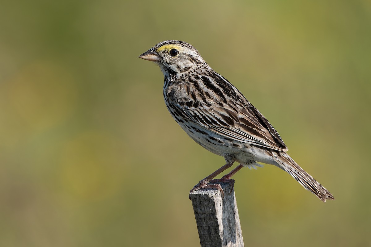 Savannah Sparrow - ML638606228