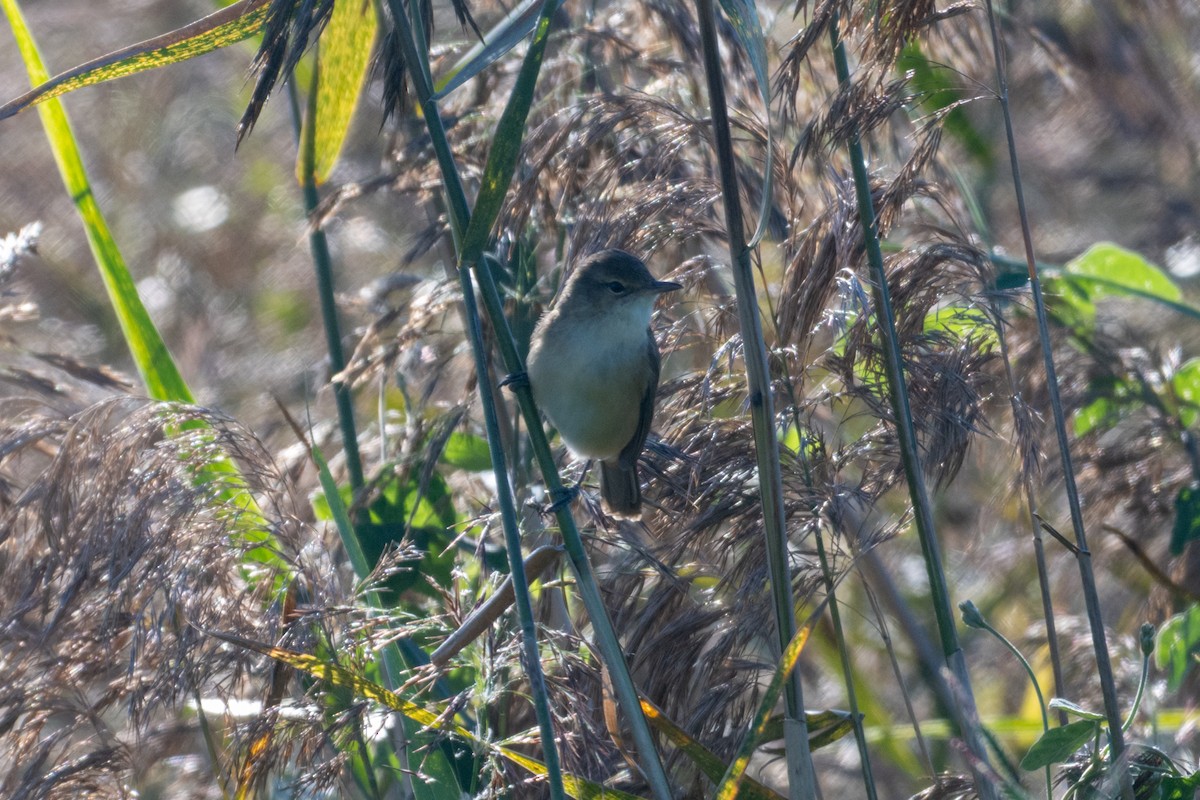 Australian Reed Warbler - ML638606238