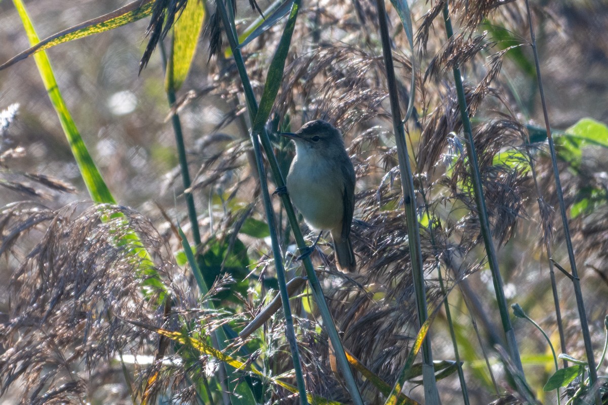 Australian Reed Warbler - ML638606239