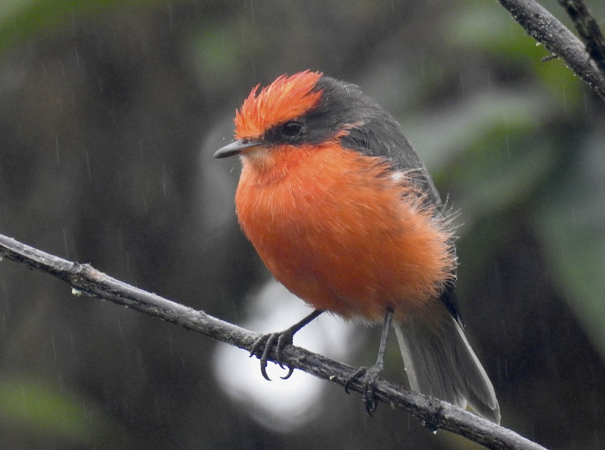 Brujo Flycatcher - ML638606248