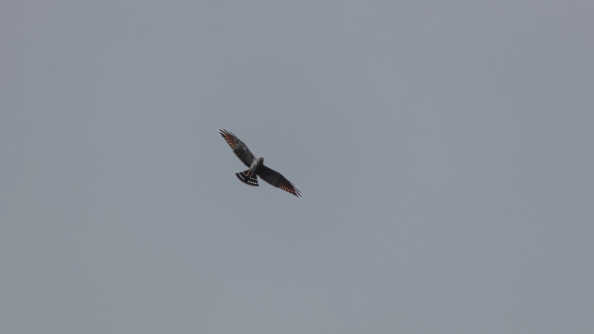 Plumbeous Kite - ML638606256