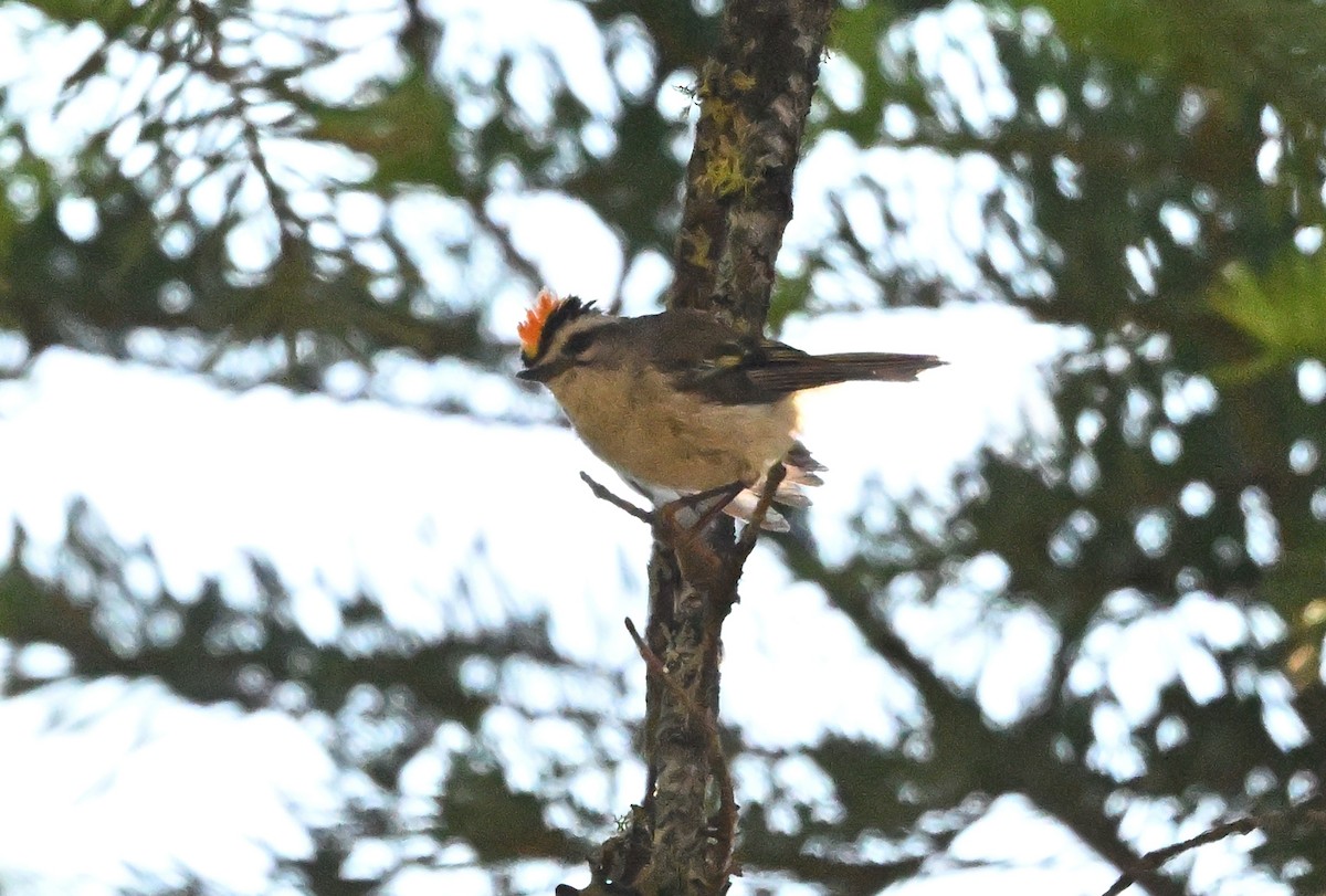 Golden-crowned Kinglet - ML638606322