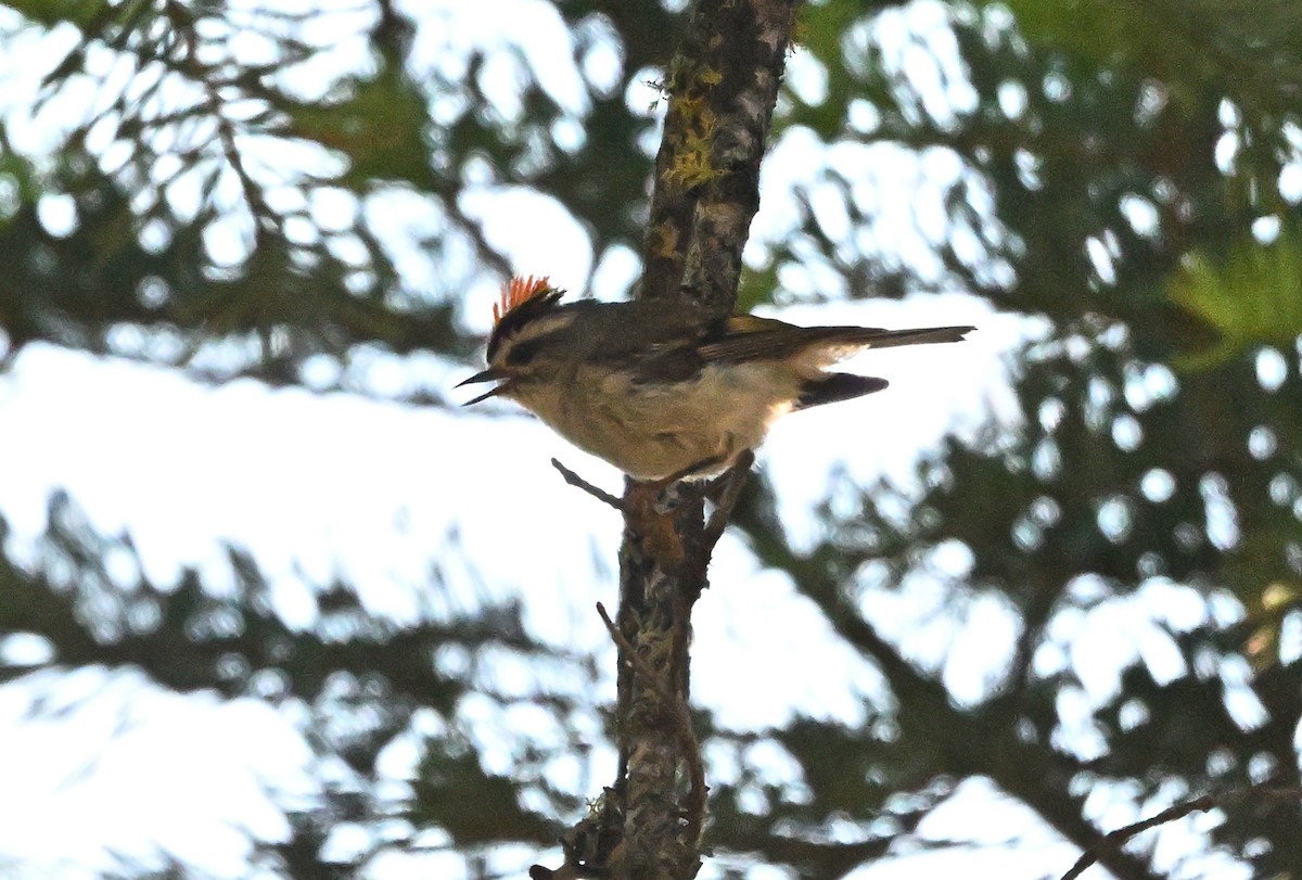 Golden-crowned Kinglet - ML638606324