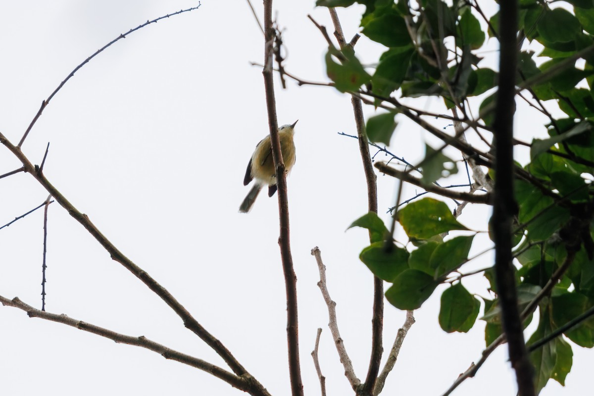 Creamy-bellied Gnatcatcher - ML638606344
