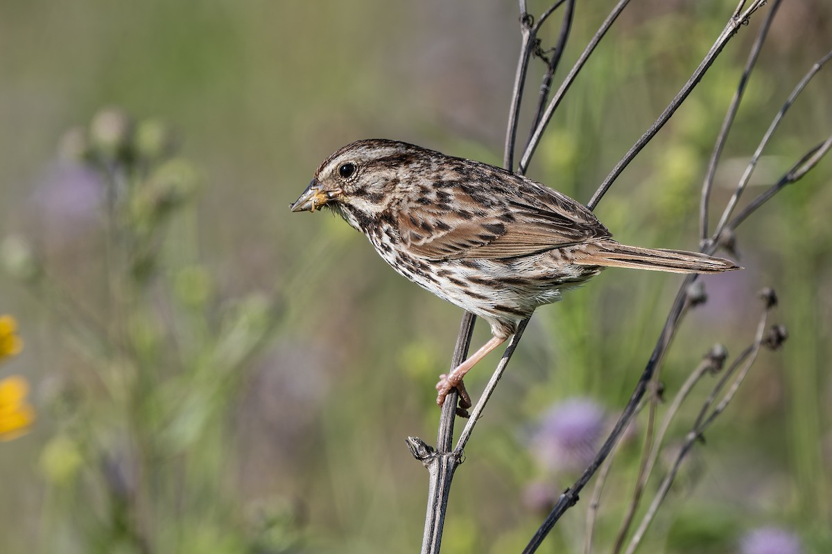 Song Sparrow - ML638606365