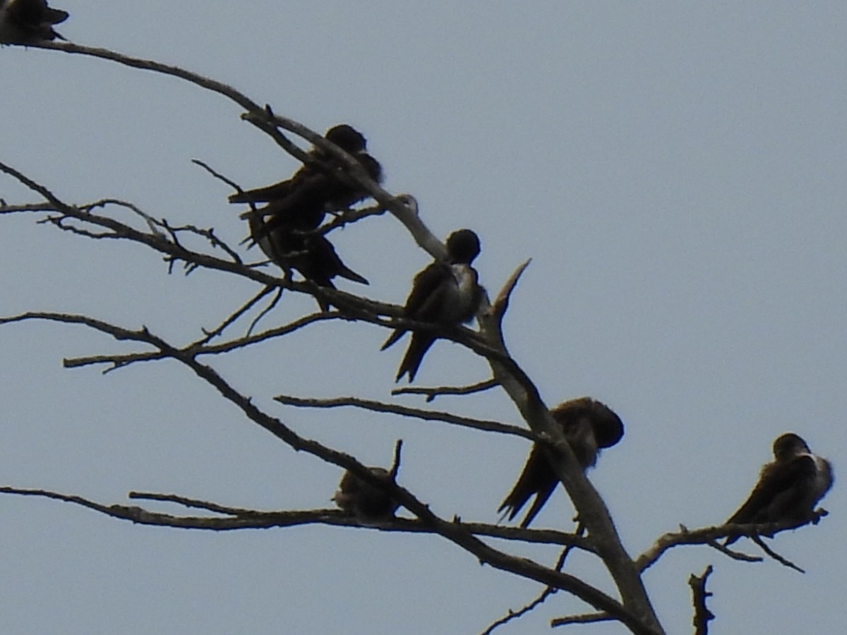 Black-capped Swallow - ML638606494