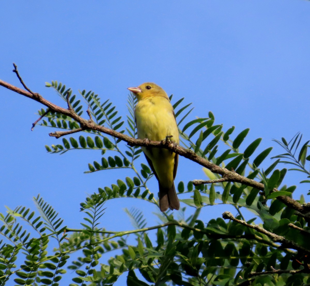 Scarlet Tanager - ML638606502