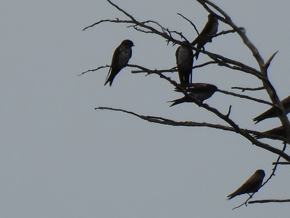 Black-capped Swallow - ML638606504