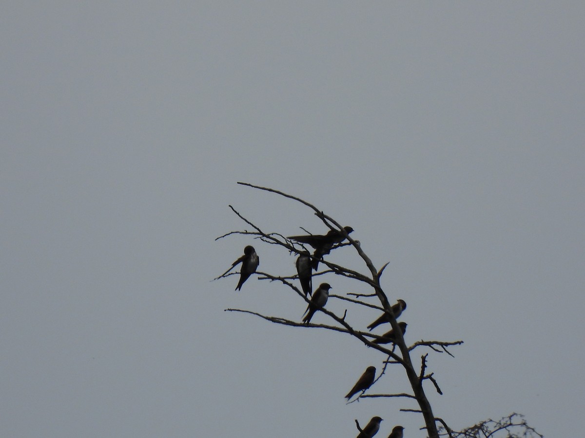 Black-capped Swallow - ML638606505