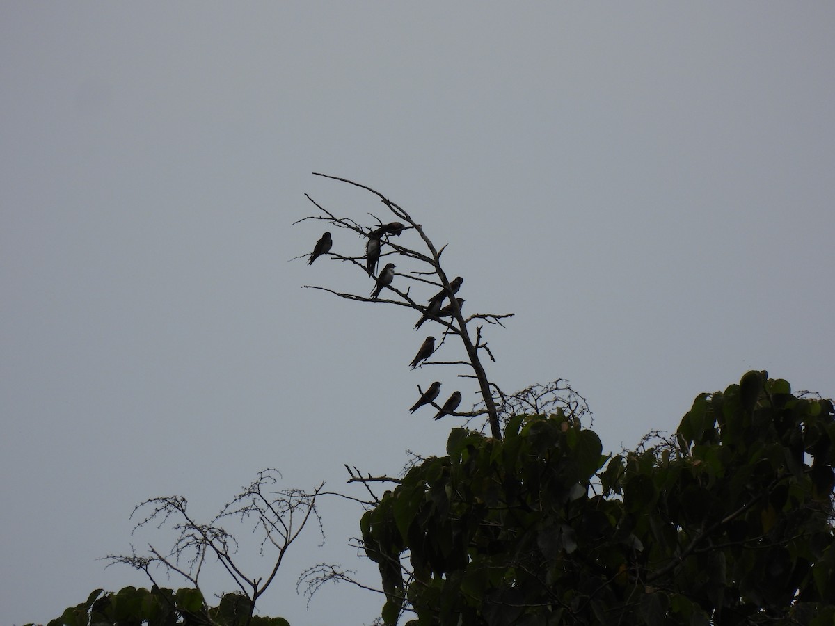Black-capped Swallow - ML638606506