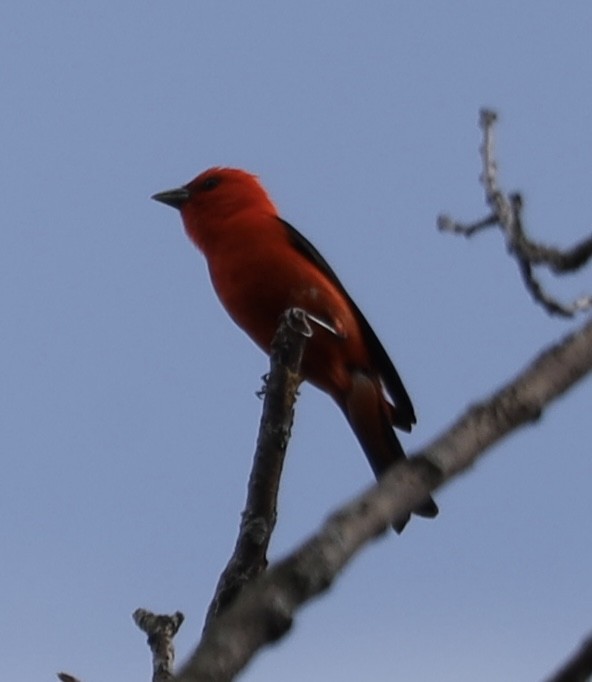 Scarlet Tanager - ML638606558