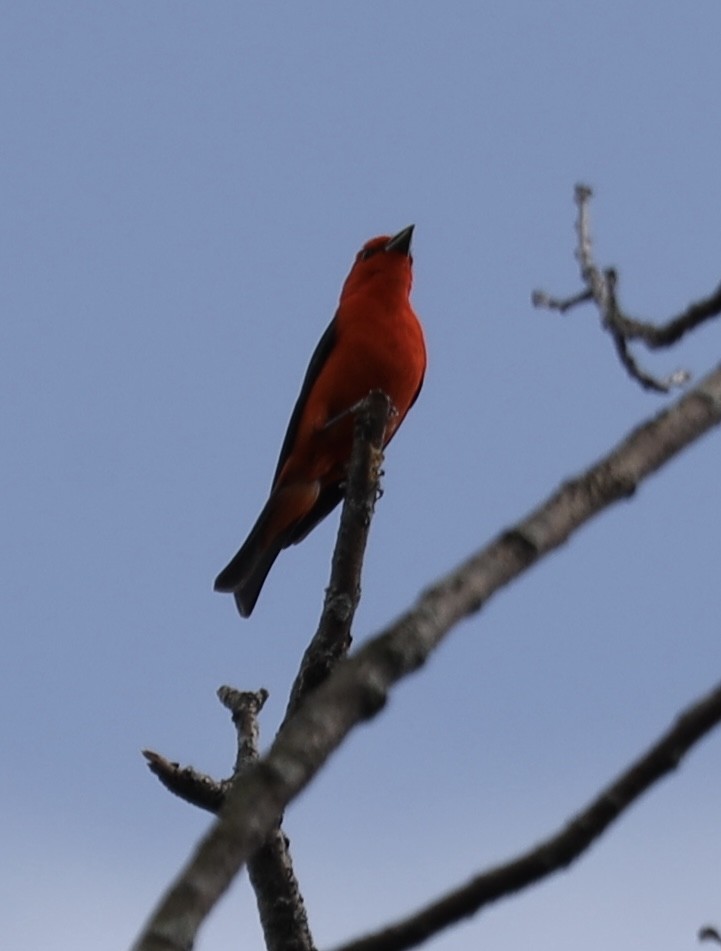 Scarlet Tanager - ML638606560