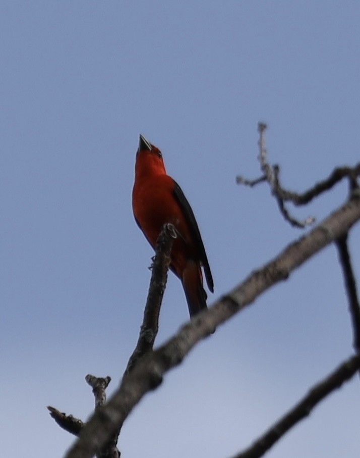 Scarlet Tanager - ML638606562