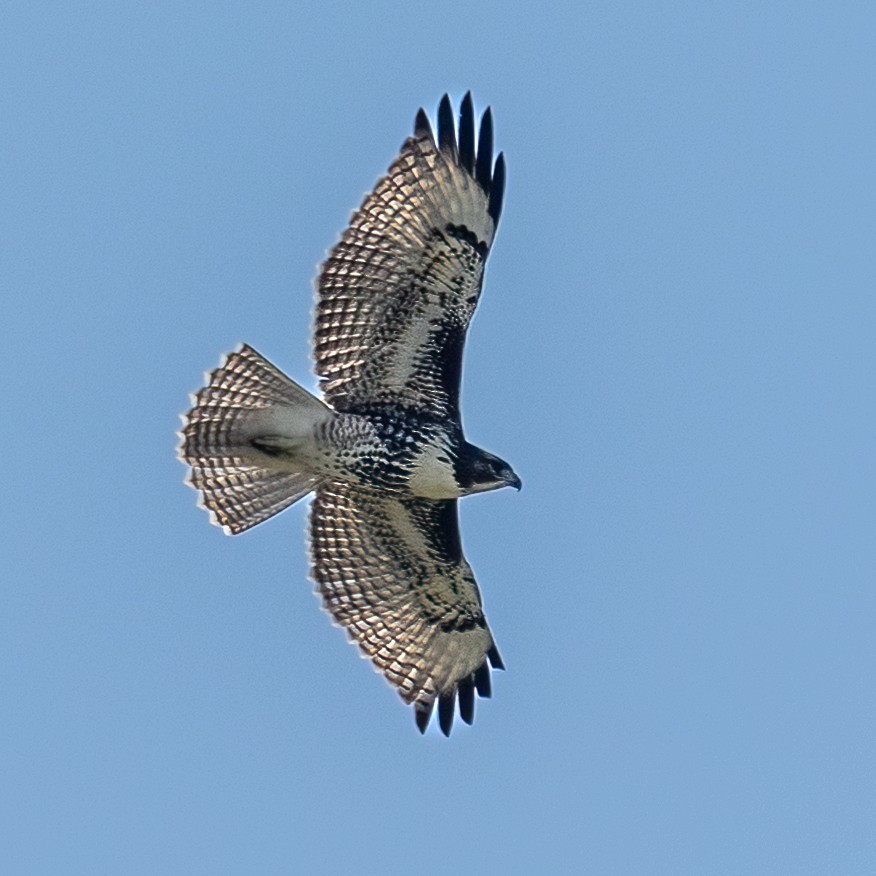 Red-shouldered Hawk - ML638606601