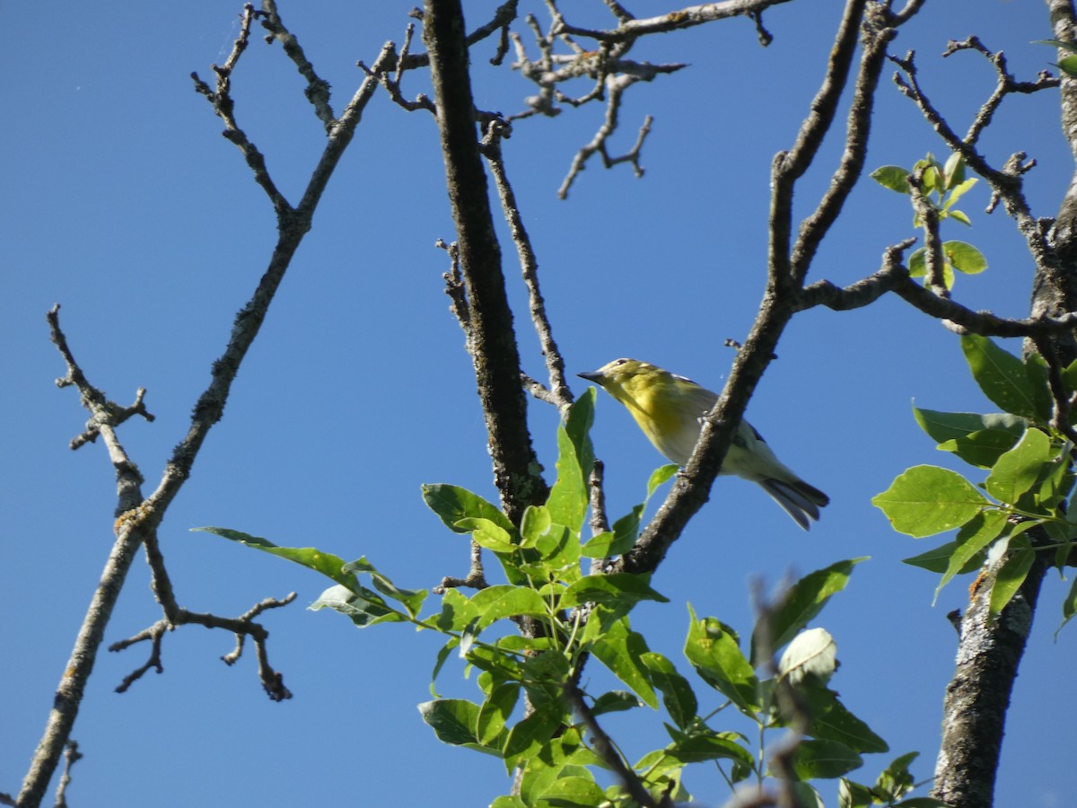 Yellow-throated Vireo - ML638606626