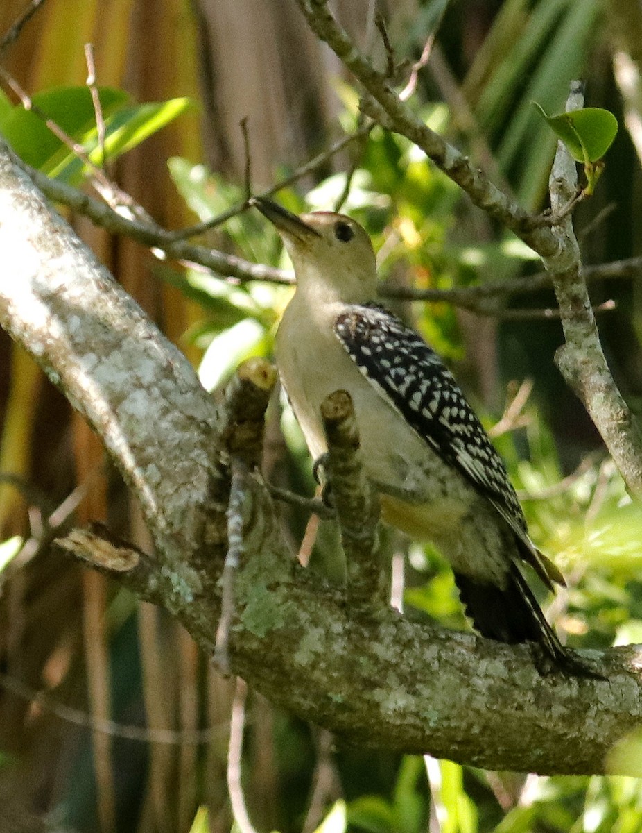 Red-bellied Woodpecker - ML638606679