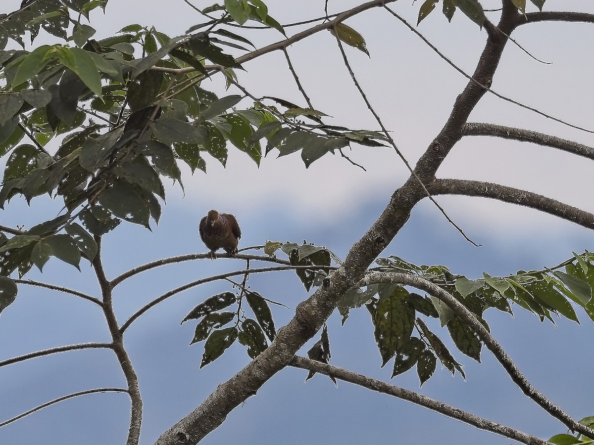 Little Cuckoo-Dove - ML638606703