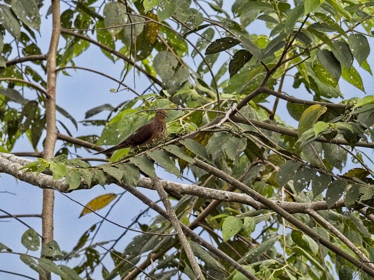 Little Cuckoo-Dove - ML638606706