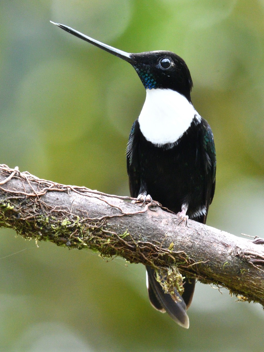 Collared Inca (Collared) - ML638606785