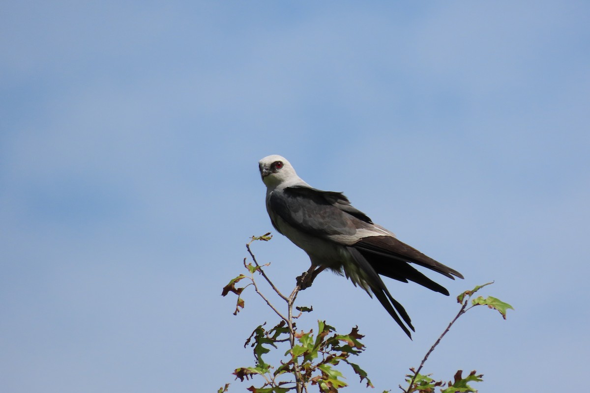 Mississippi Kite - ML638606818