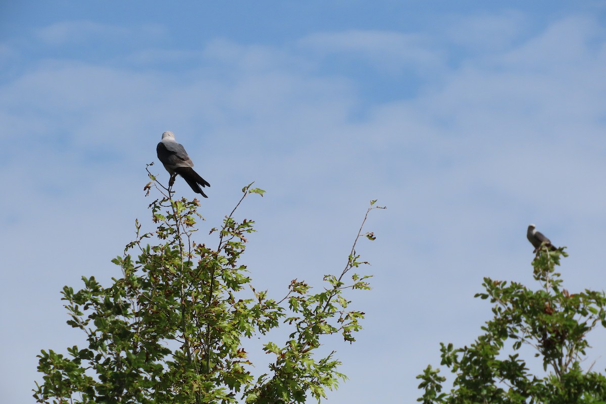 Mississippi Kite - ML638606819