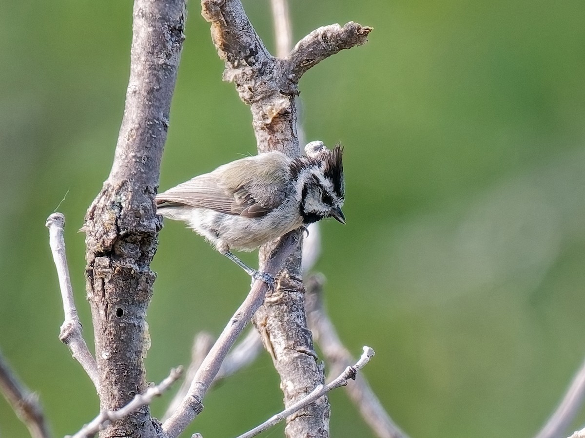 Bridled Titmouse - ML638606829