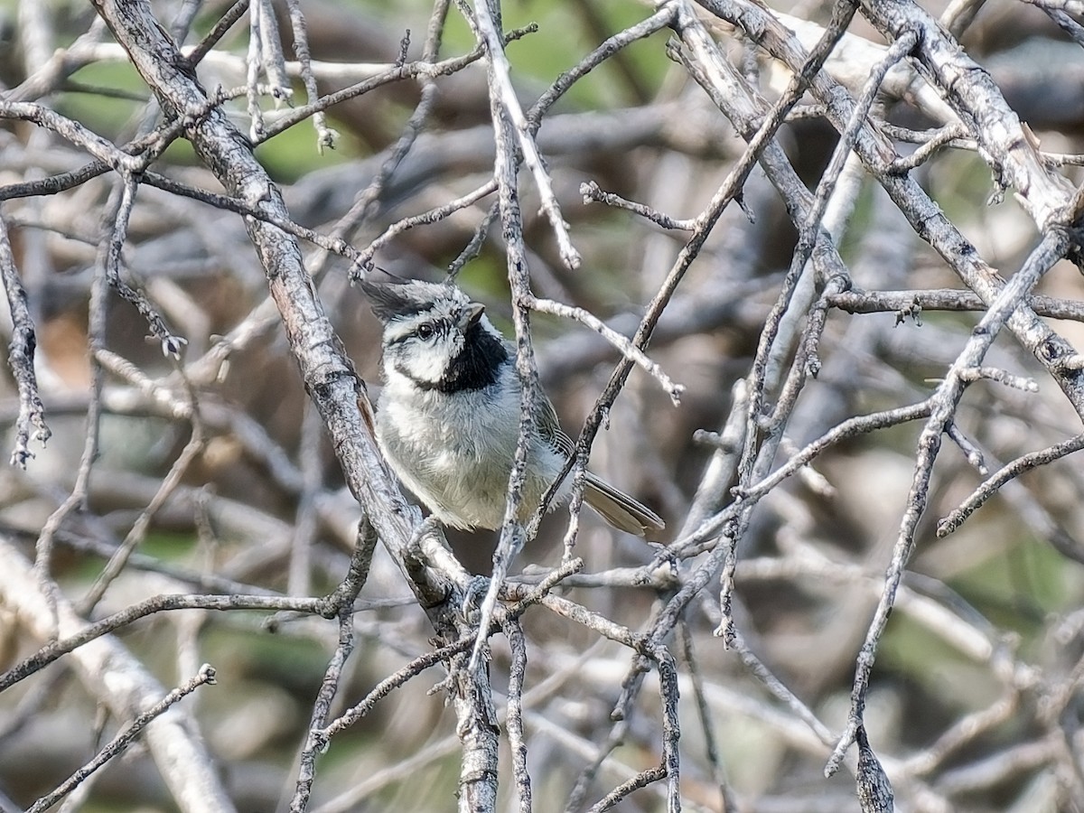 Bridled Titmouse - ML638606830