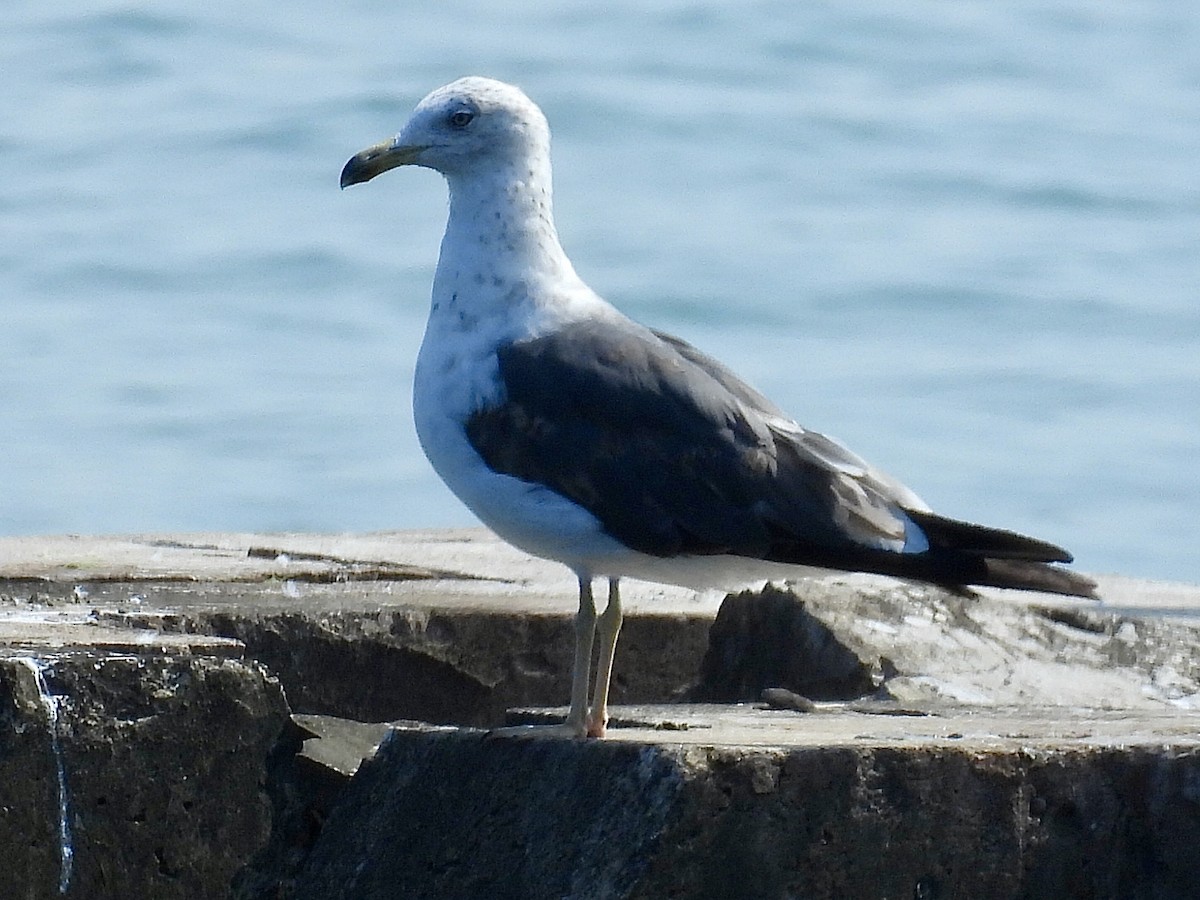 Lesser Black-backed Gull - ML638606836