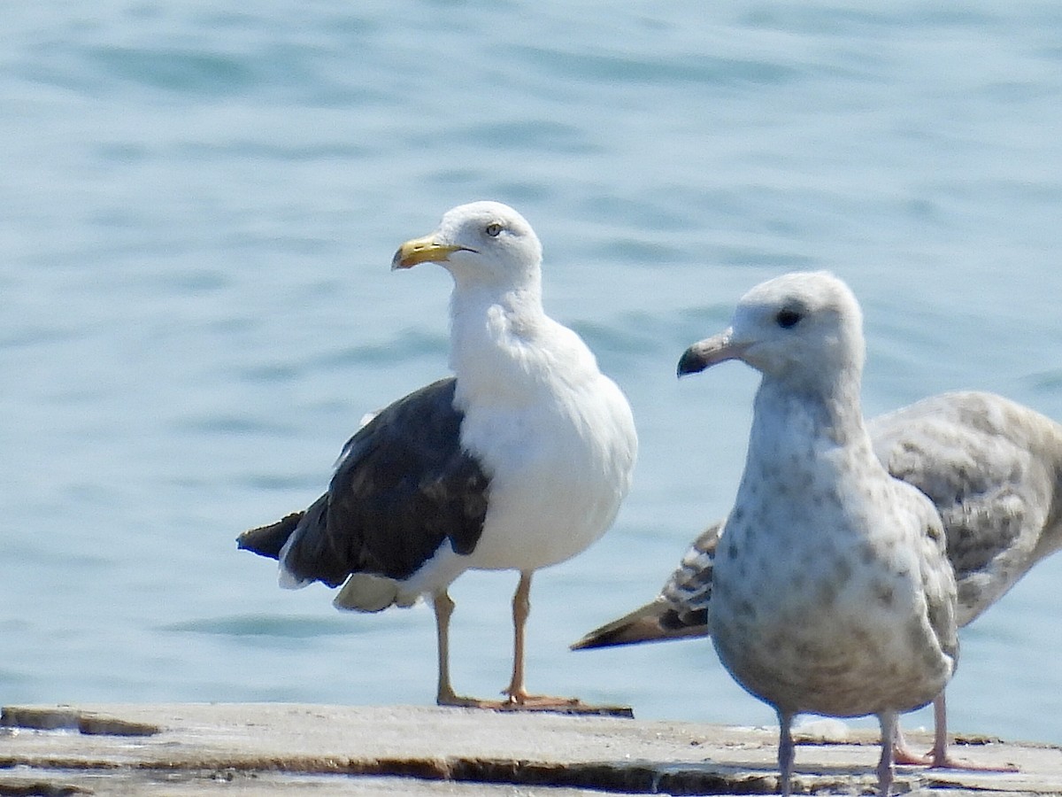 Lesser Black-backed Gull - ML638606837