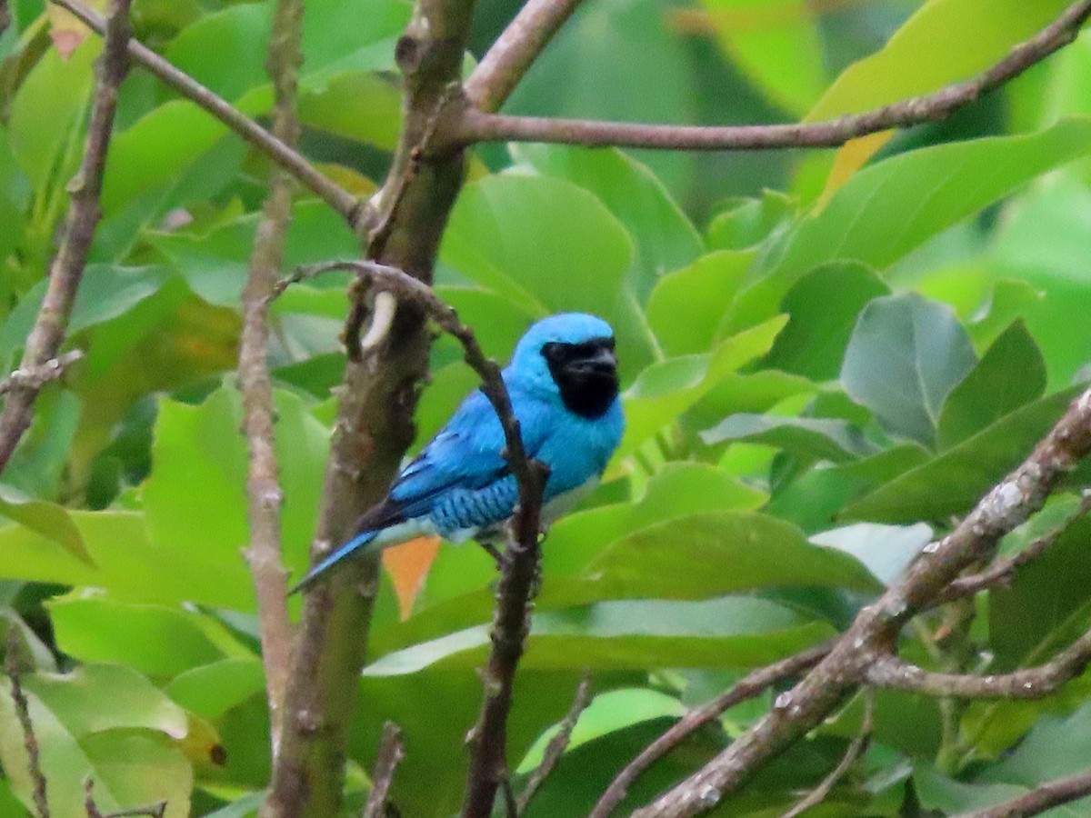 Swallow Tanager - ML638606864