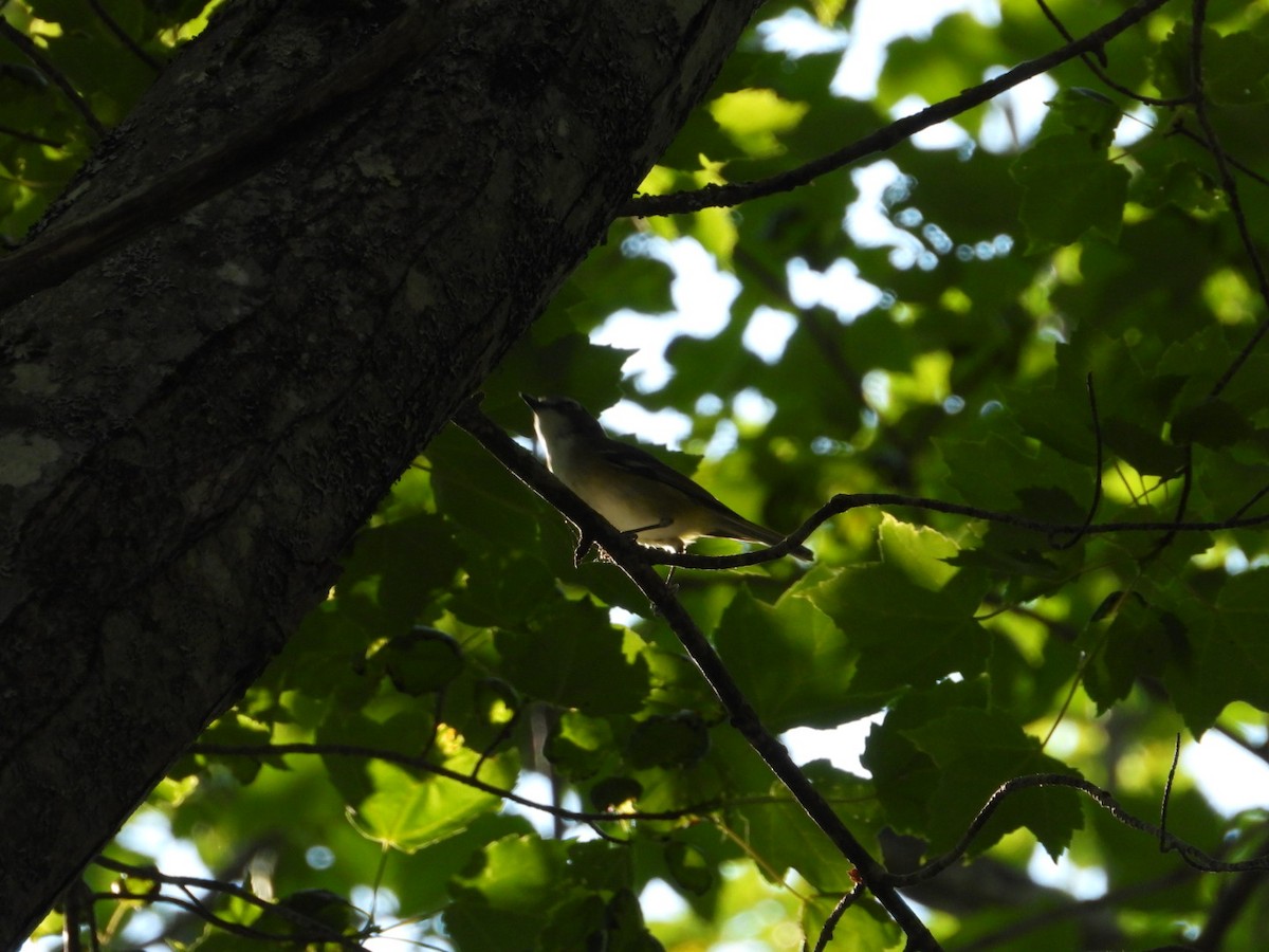 Blue-headed Vireo - ML638606873