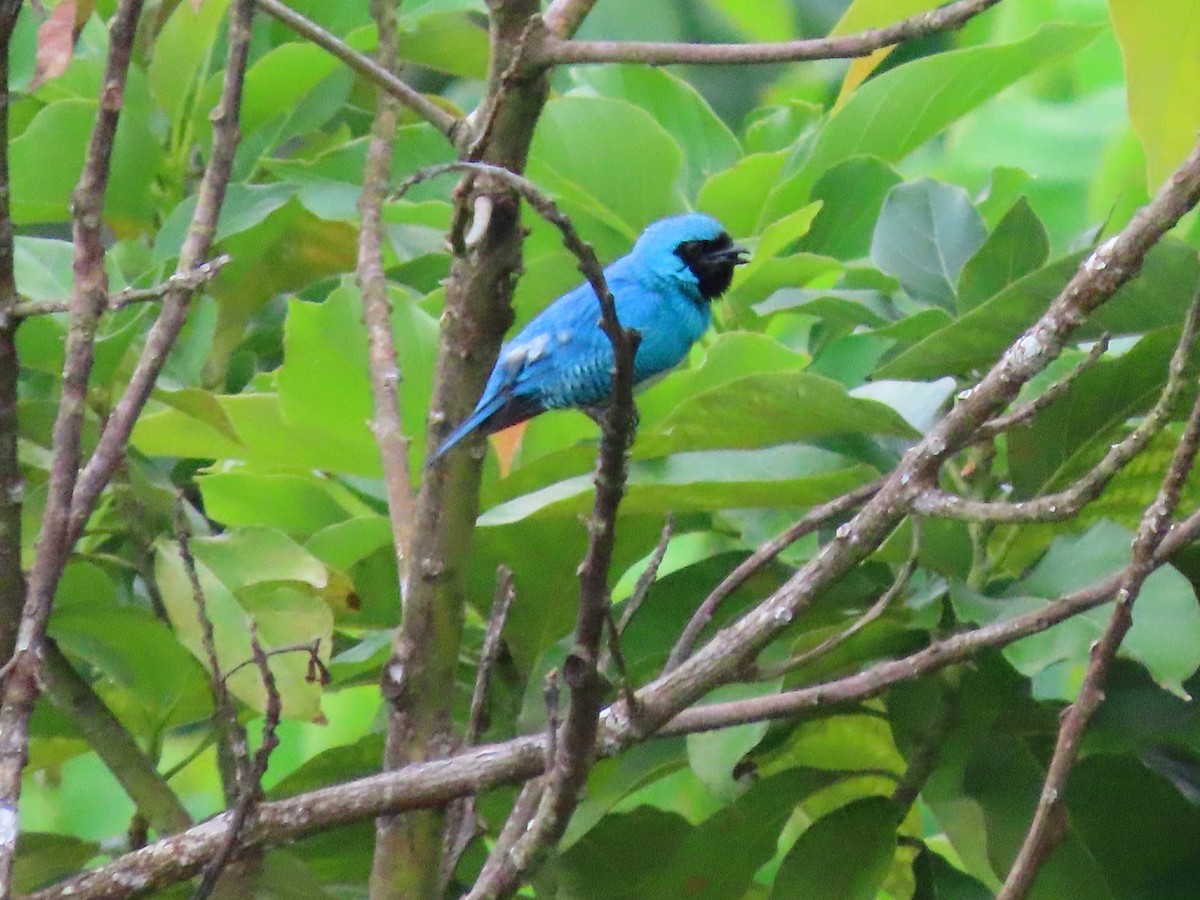 Swallow Tanager - ML638606880
