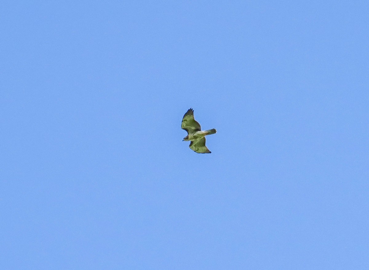 Red-tailed Hawk - ML638606924