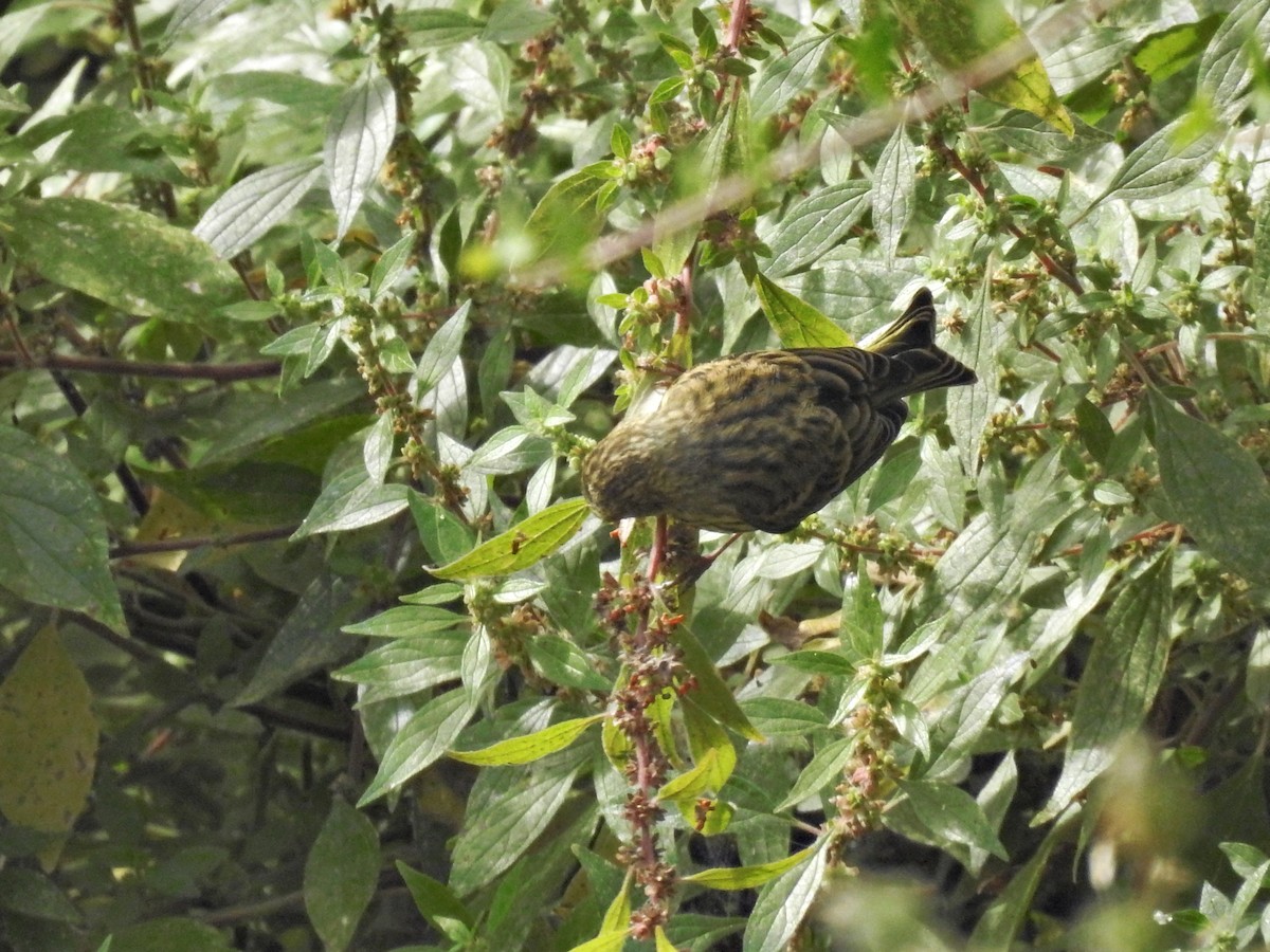 European Serin - ML638606937
