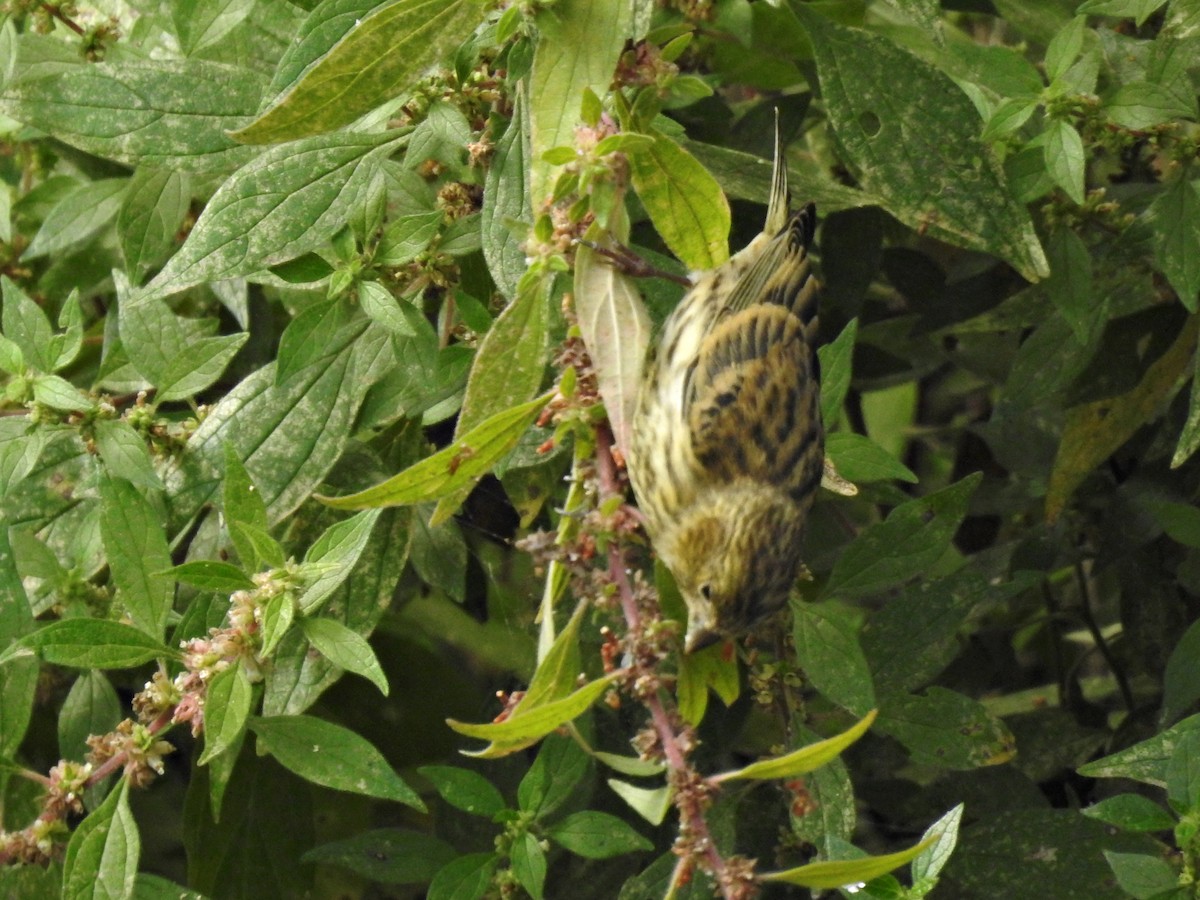 European Serin - ML638606938