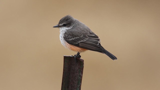 Vermilion Flycatcher - ML638606940