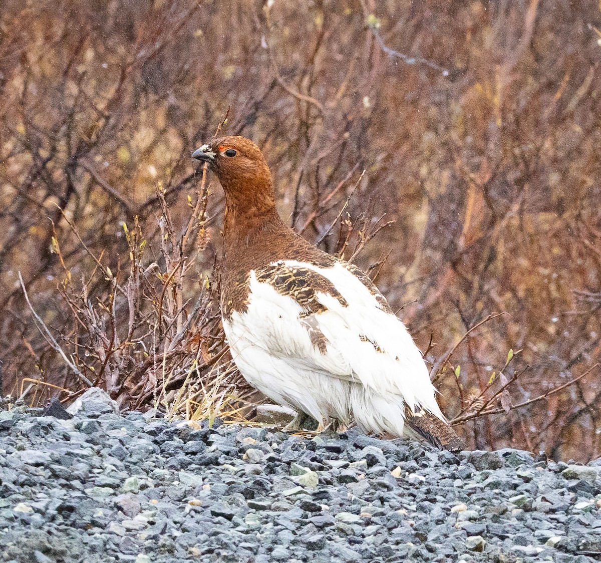 Moorschneehuhn - ML638606948