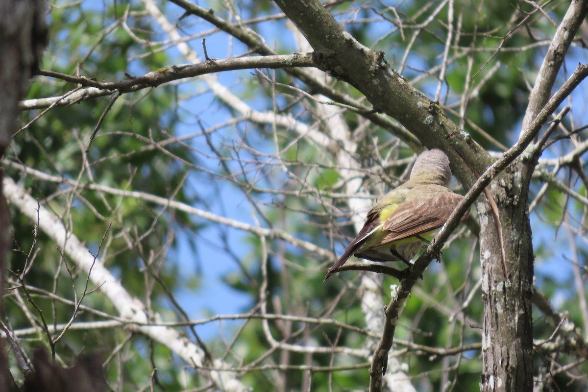 Western Kingbird - ML638606957