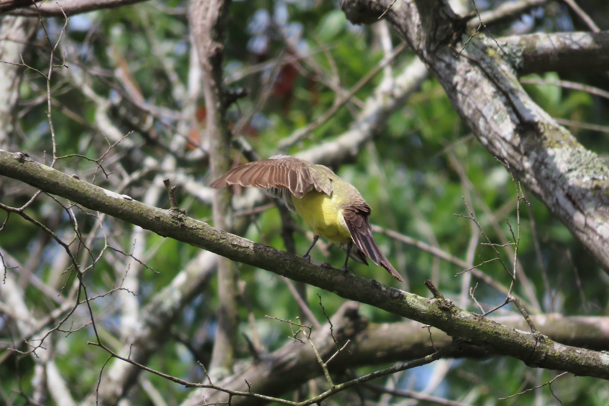 Western Kingbird - ML638606958