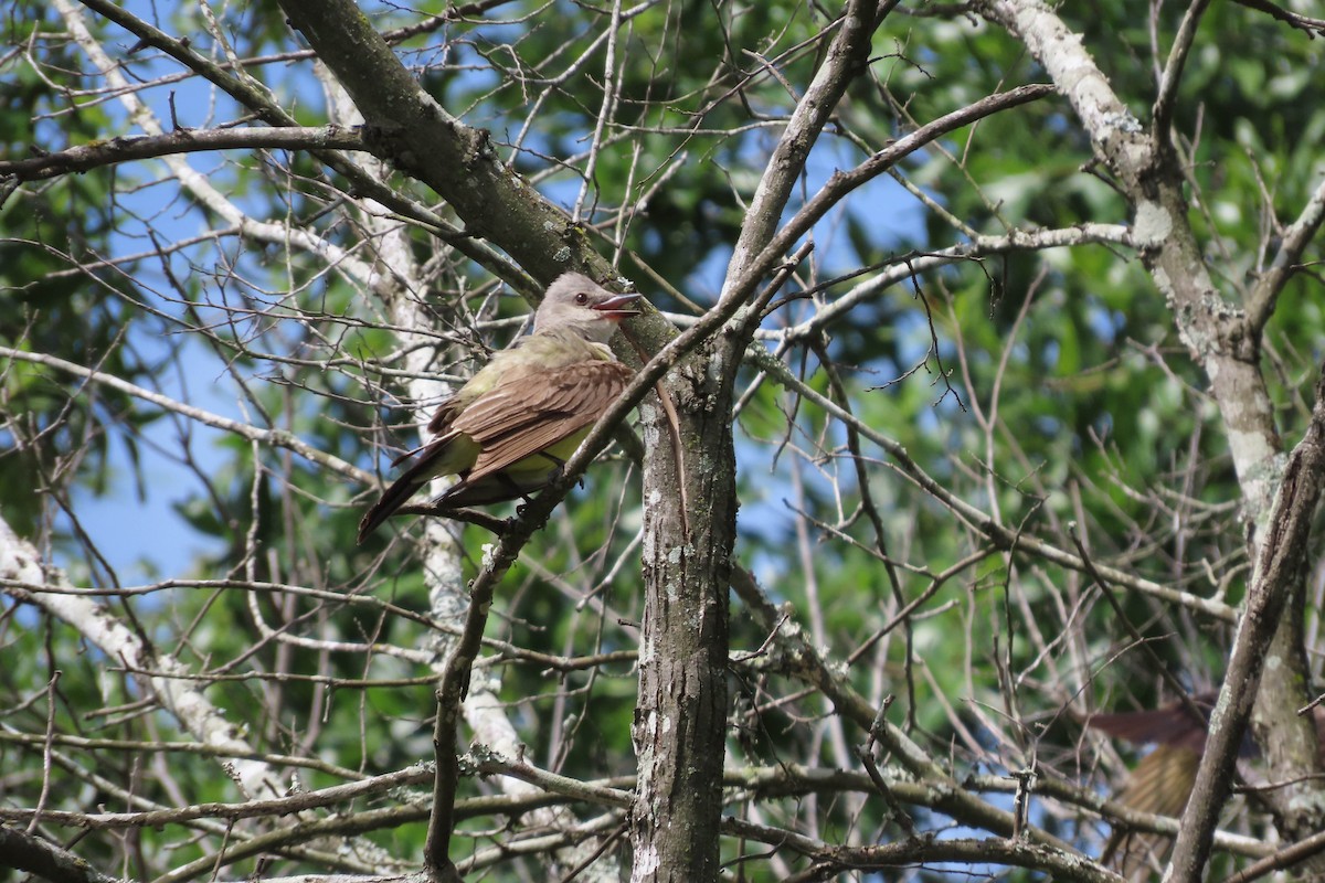 Western Kingbird - ML638606959